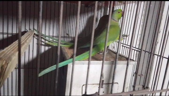 beautiful pair available 1