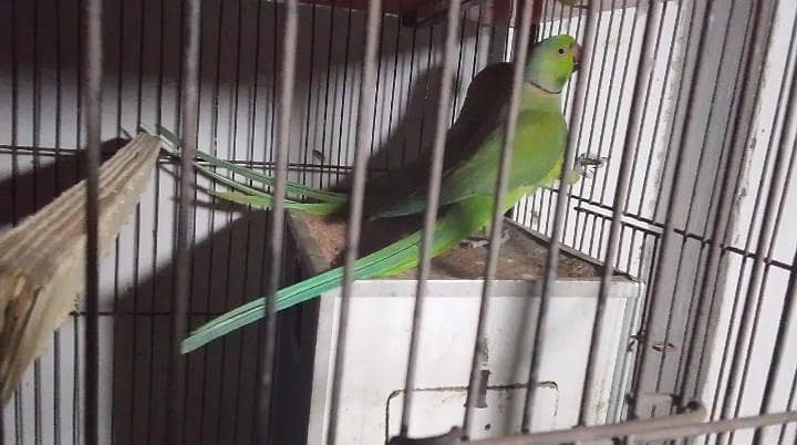 beautiful pair available 3