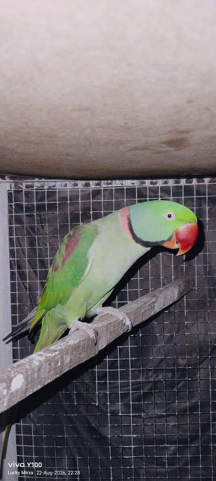 beautiful pair available 4