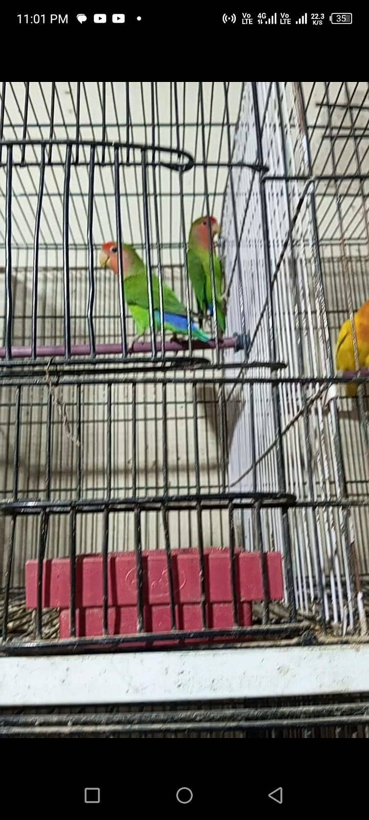 beautiful pair available 7