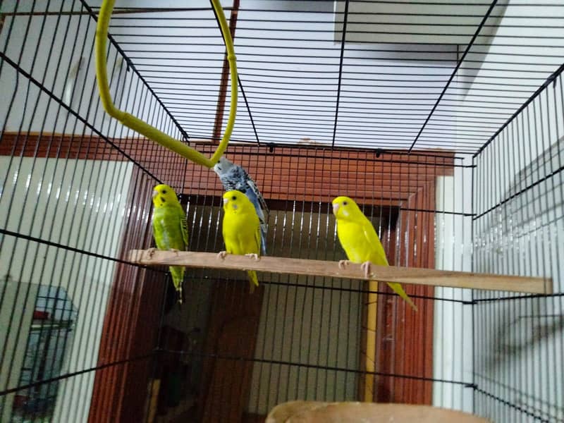 beautiful pair available 8
