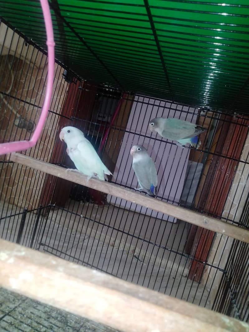 beautiful pair available 9