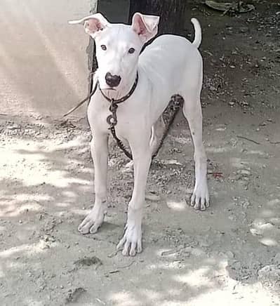 Beautiful Bull Terrier