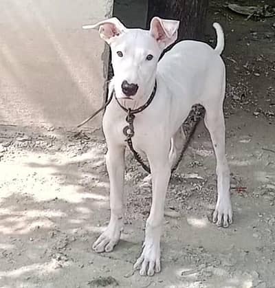 Beautiful Bull Terrier