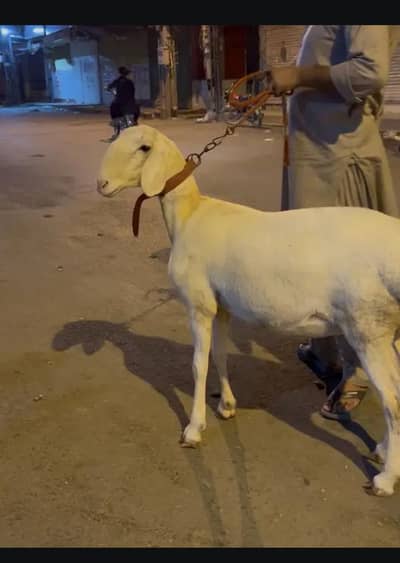 female dombi ondi ho gai hai