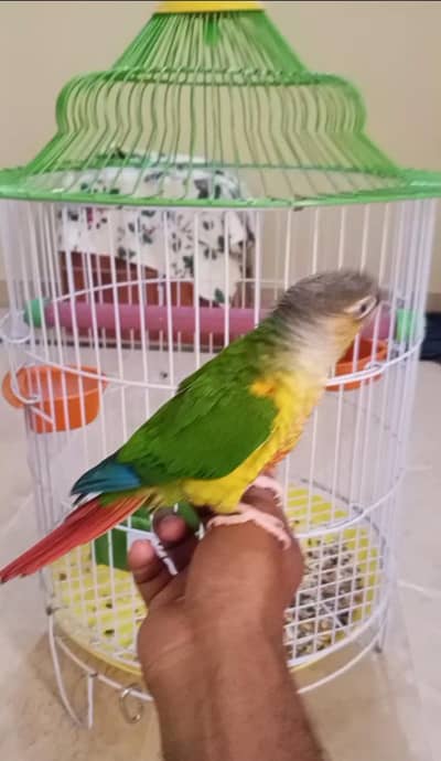 Tame Male Conour with Cage