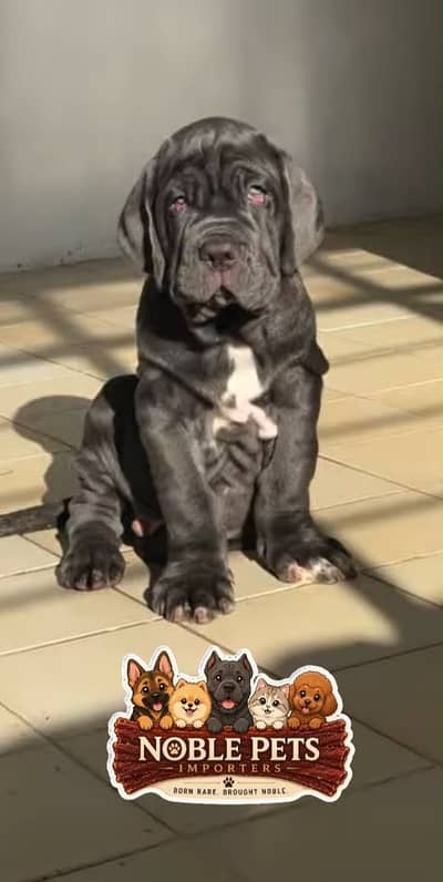 Neapolitan Mastiff female available for booking
