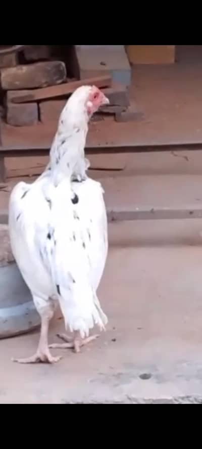Heera white cheeni Aseel pure Madi