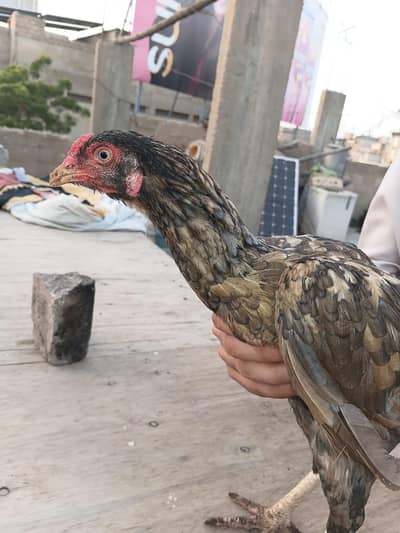 Aseel hen urgent sale