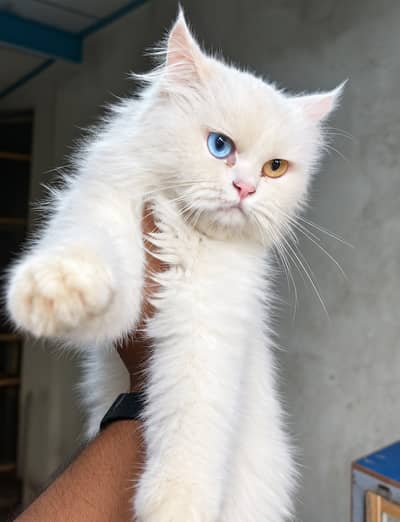 Persian White female cat for sale odd eyes Punch face