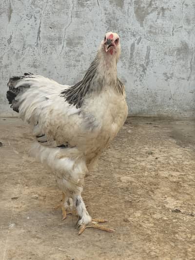 Heavy bharama white