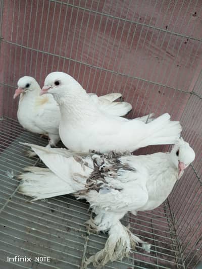 white lucky kabootar bary b han or chicks b han