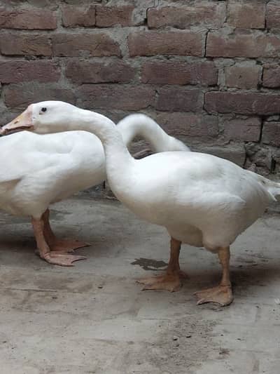 White Ducks