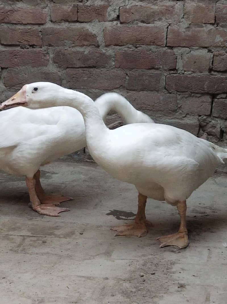 White Ducks 0