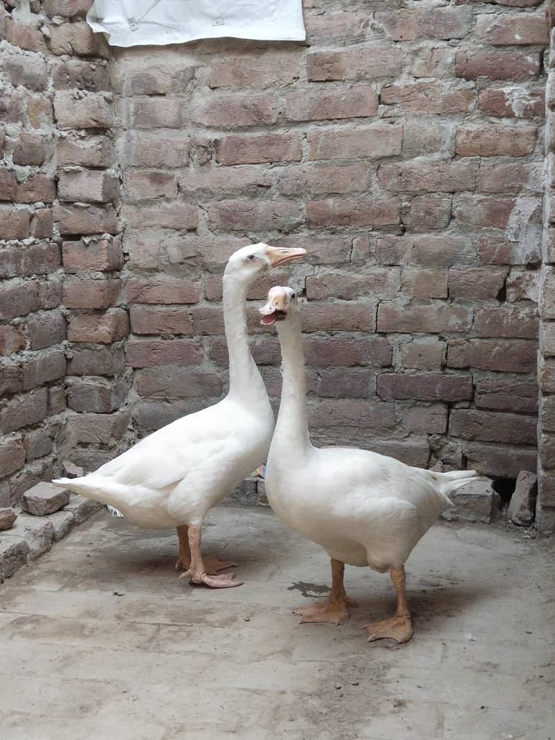 White Ducks 1