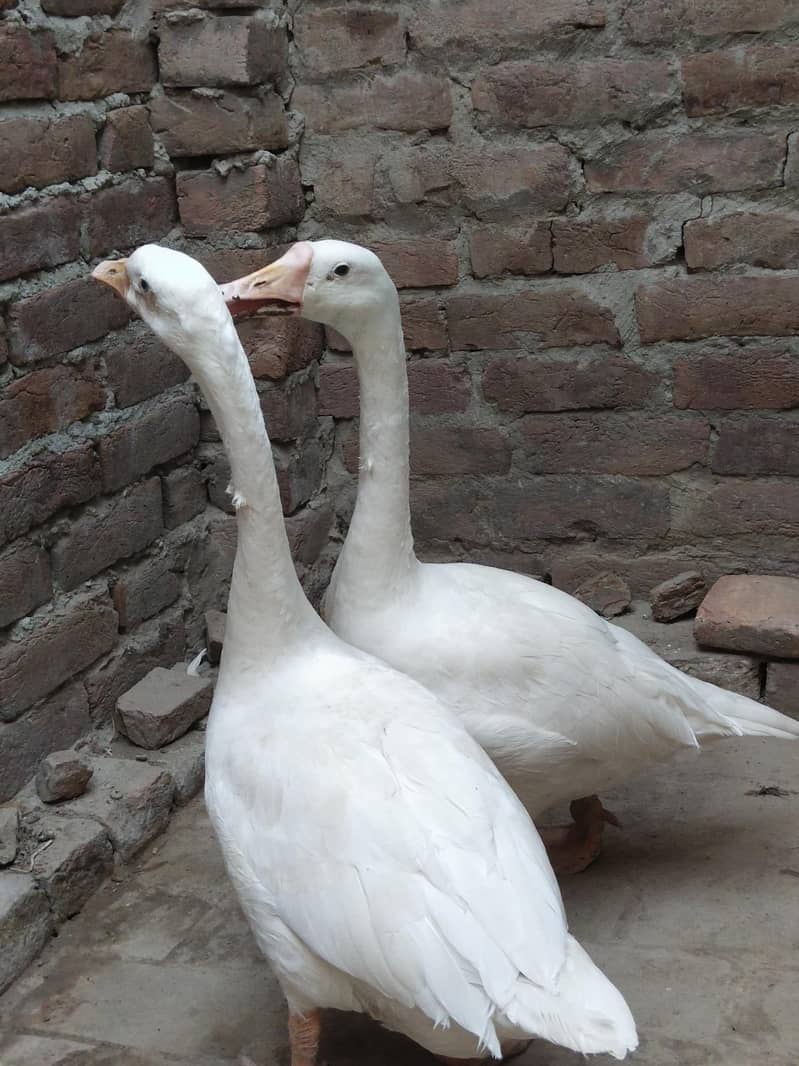 White Ducks 2