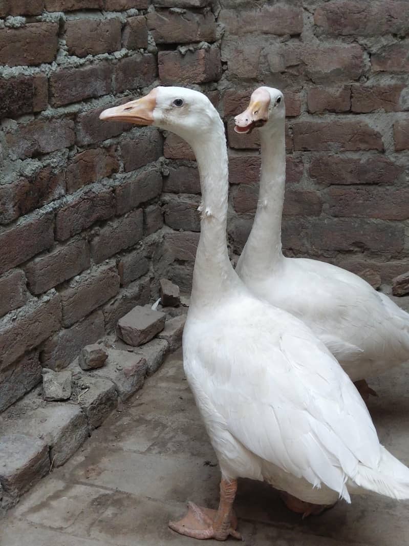 White Ducks 3