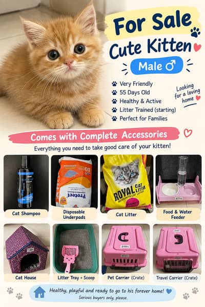 Male kitten for sell