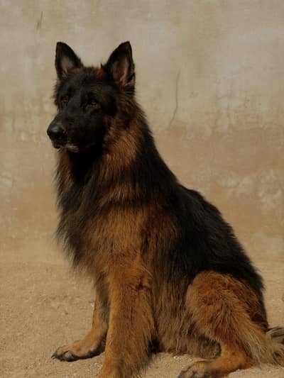 German shepherd longcoat male