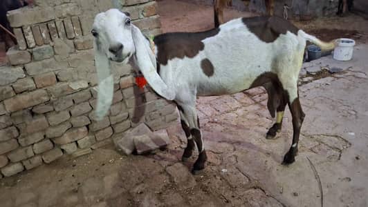 bakri/path/bakra/bakri