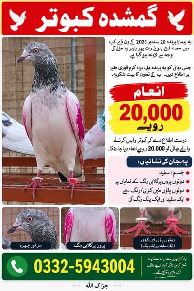 Lost Pigeon