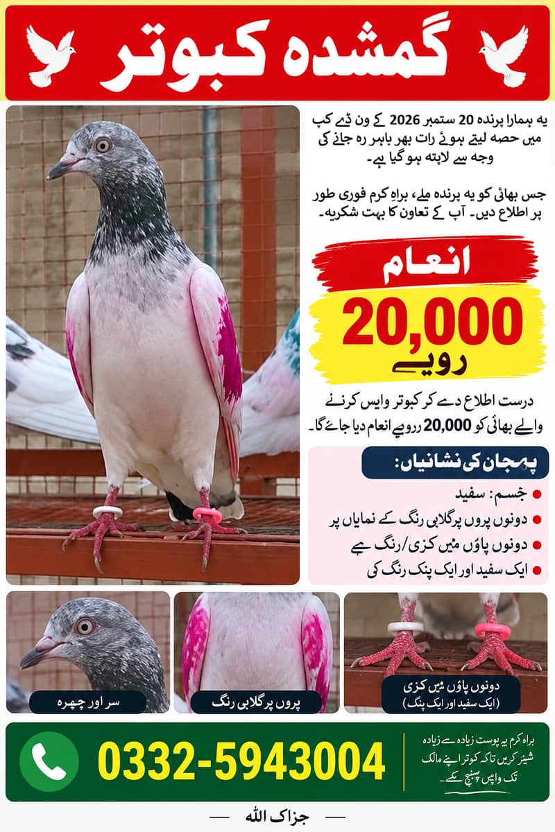 Lost Pigeon 0