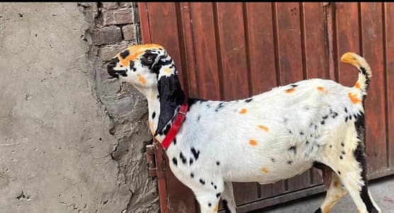 NAGRI BEETAL BAKRI