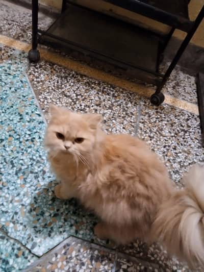 pure Persian more than triple coated
