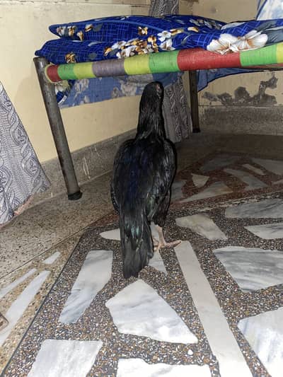 Black Aseel Hens For Sale Per Pice 2500