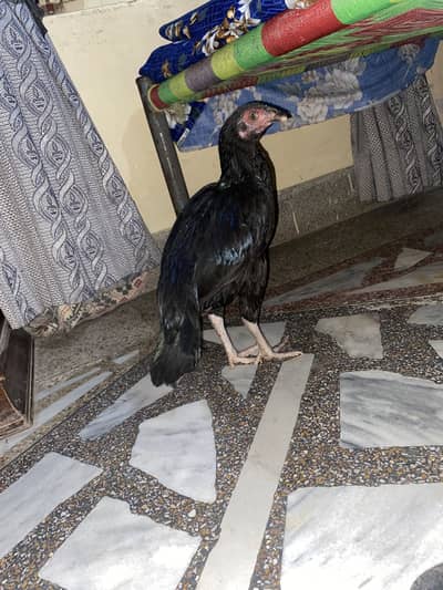 Black Aseel Hens For Sale Per Pice 2500