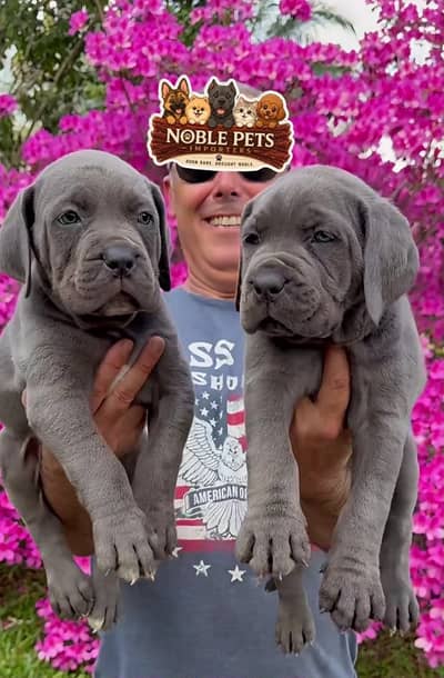 Cane corso international pedigree with passport puppies available