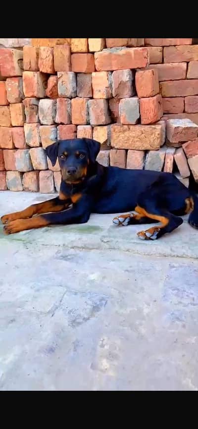 Rottweiler female puppy fully vaccinated pure breed top quality 6month
