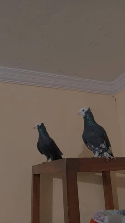 black mukhi pigeons 2 male