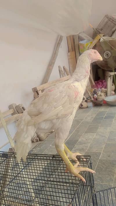 Indian parrot beak koval patti blood pair 3 months in best quality