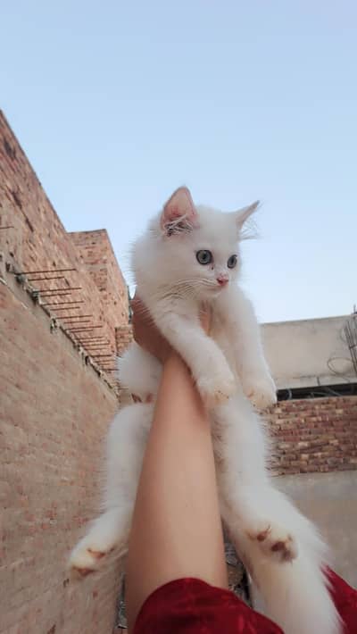 percian kittens for sale