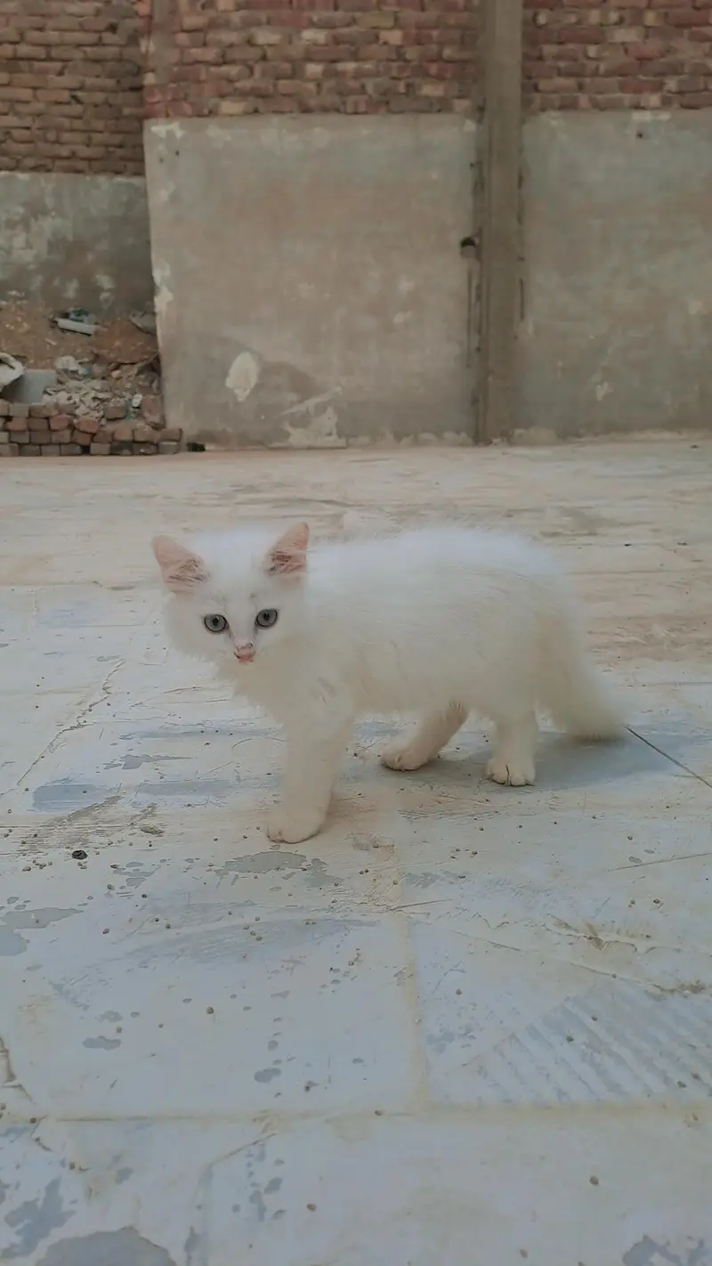 percian kittens for sale — photo 2