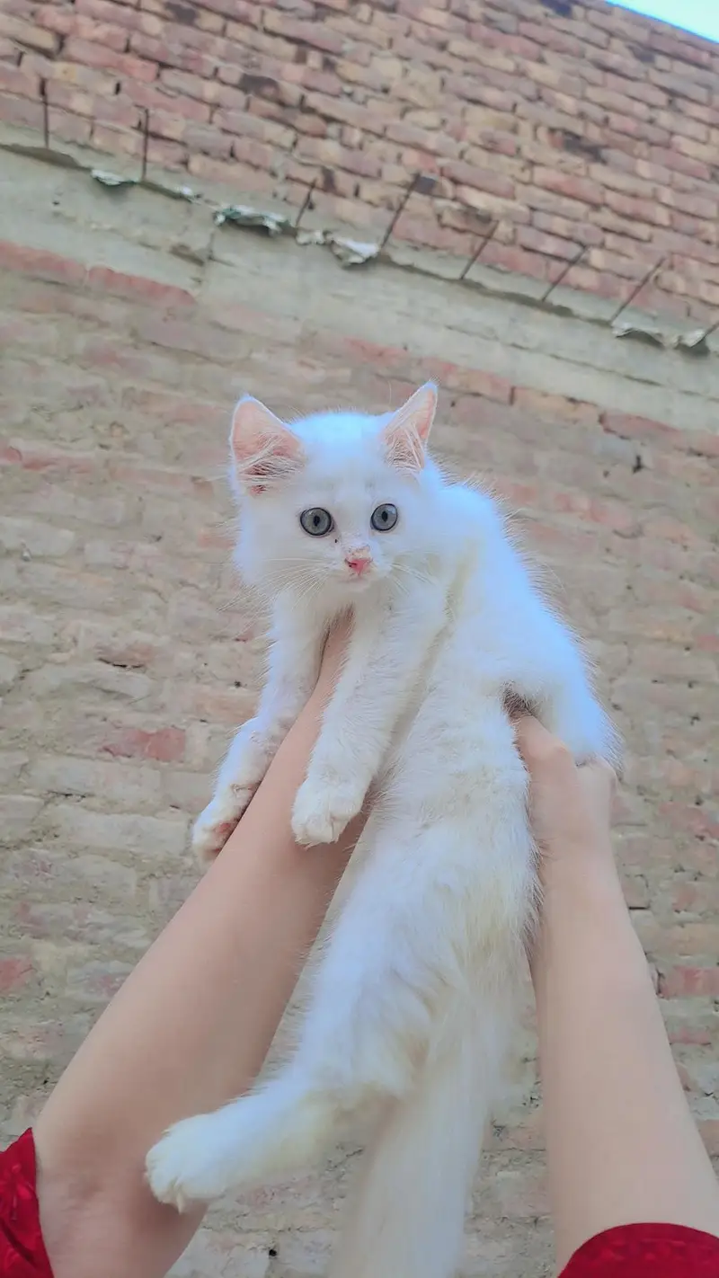 percian kittens for sale — photo 3