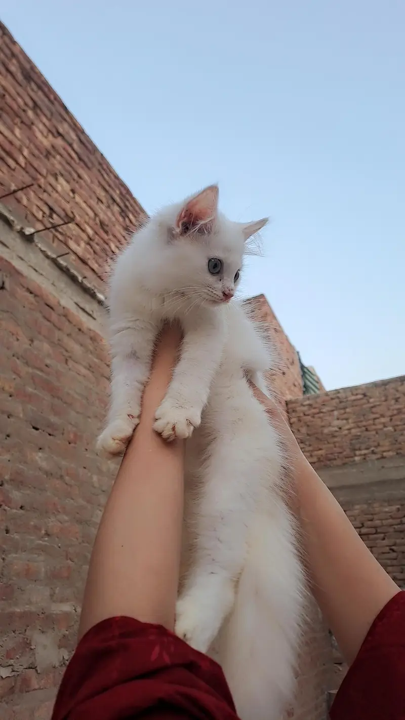 percian kittens for sale — photo 4
