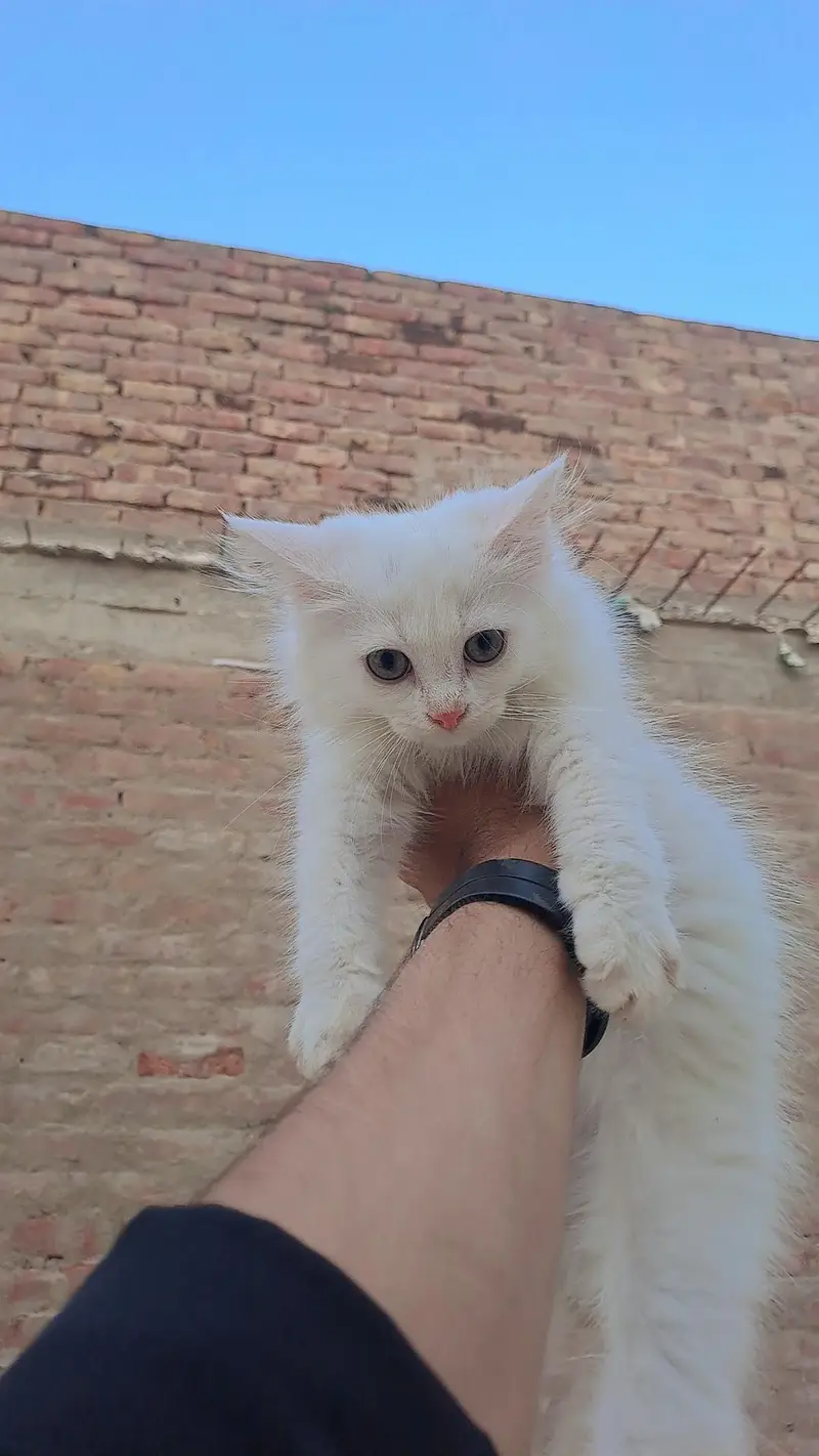 percian kittens for sale — photo 5