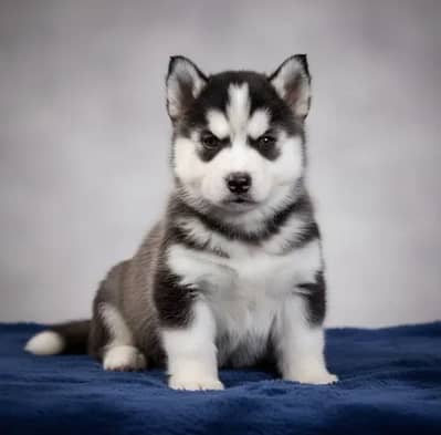 Premium Quality Husky Puppy’s Available Now
