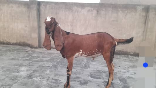 Desi bakra 0343 4808486