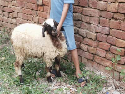 Mundri female Full Charo Ghr ki Pali hoi h Mnasib rate MN 25kg weight