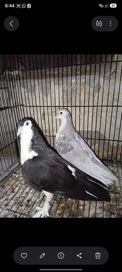 shrazi pigeon pathy pair