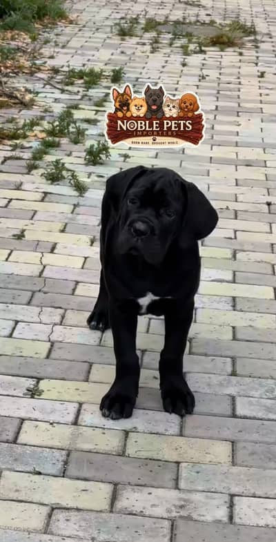 Cane corso black male puppy available in Pakistan