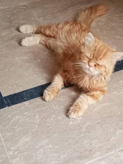 Persian cat  3 coat