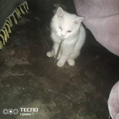 white cat