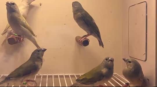 Goldian finch chicks