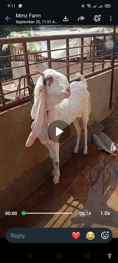 gulabi female for sale 4 dant