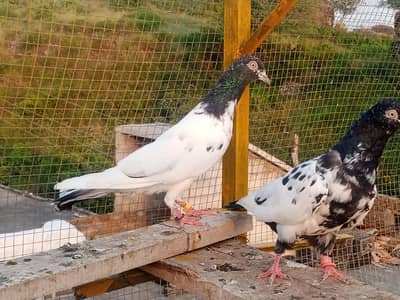 Teddy pigeon