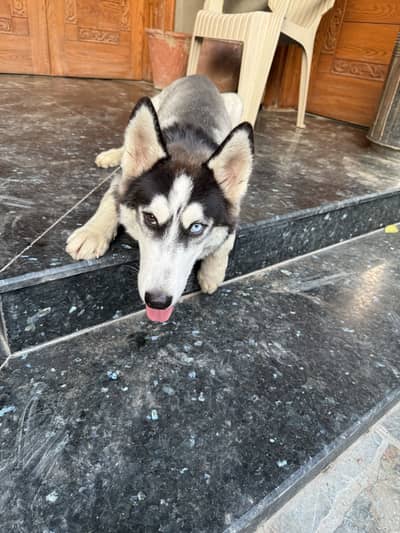 “Male Husky Dog for Sale | Beautiful Eyes | Healthy & Active”